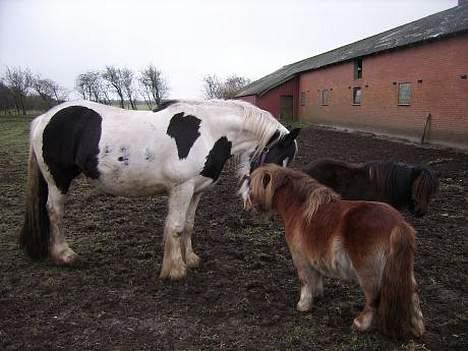 Tinker Chika Cherie - hilser lige på lille loui billede 14
