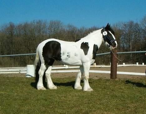 Tinker Chika Cherie - chika til kåring billede 15