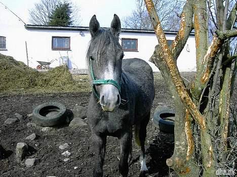 Anden særlig race Cassiopeia **RIP** - "Hva sker der liige her ?" Hah . billede 6