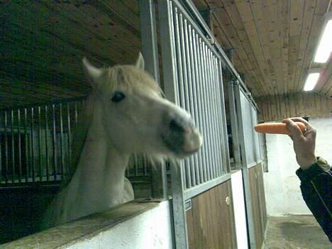 Anden særlig race Rocky - billede 1 hvor du sød billede 1