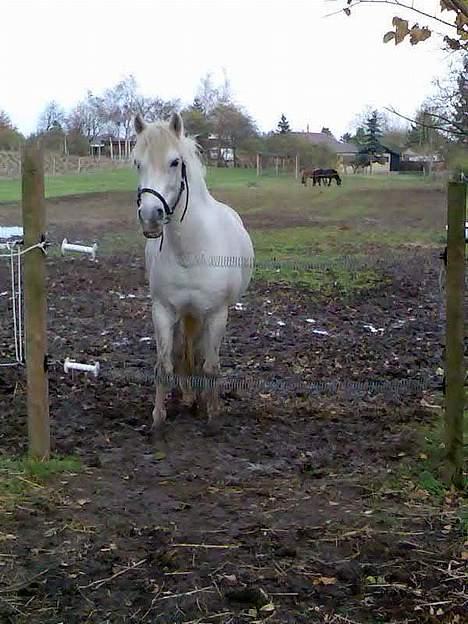 Anden særlig race Rocky - billede 2 vil du ind søde billede 2
