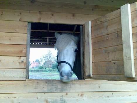 Anden særlig race Rocky - billede 3 kigger du lige ud af vinduet? billede 3