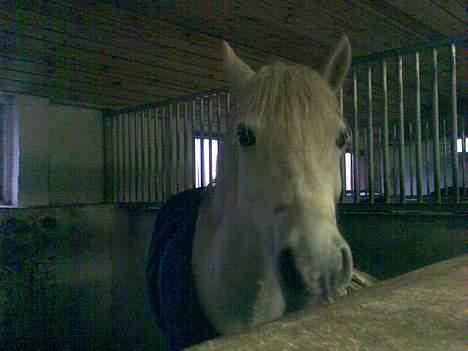 Anden særlig race Rocky - billede 4 har du fået tæppe på!! billede 4