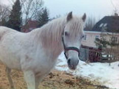 Anden særlig race Rocky - billede 5 hvor du sød billede 5