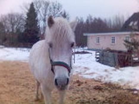 Anden særlig race Rocky - billede 6 hehe hvor du sød billede 6
