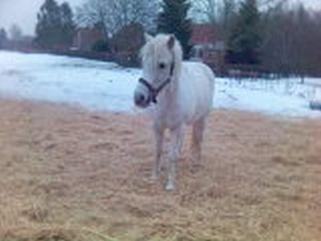 Anden særlig race Rocky - billede 7 hvor du sød billede 7