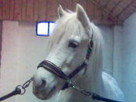 Anden særlig race Rocky - billede 8 har du fået en fin grimme på  billede 8