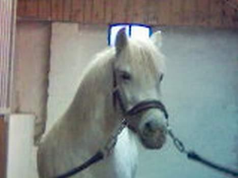 Anden særlig race Rocky - billede 9 du lige blevet striglet ret smuk billede 9