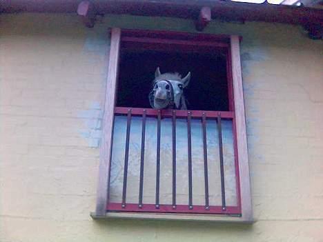 Anden særlig race Rocky - billede 10 kigger du lige ud af dit staldvindu?? billede 10