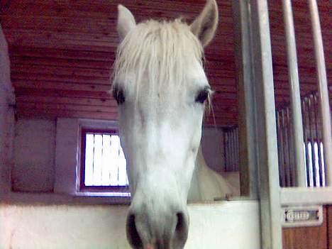 Anden særlig race Rocky - billede 11 du dejlig billede 11