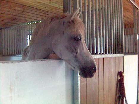 Anden særlig race Rocky - billede 12 det vidst dejlig vejr uden for var Rocky.. os 4-ever <´3 <´3 billede 12