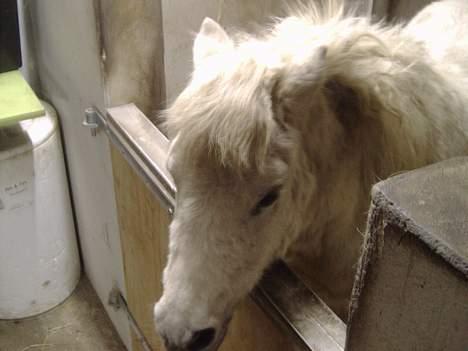 Anden særlig race Mille/Ginny ( aflivet) - Velkommen til min profil.. giv gerne en bedømmelse, og smid en kommentar i, det vil vi blive glade for!! ingen af mine billeder må kopires eller bruges til andre hest-sider. billede 1