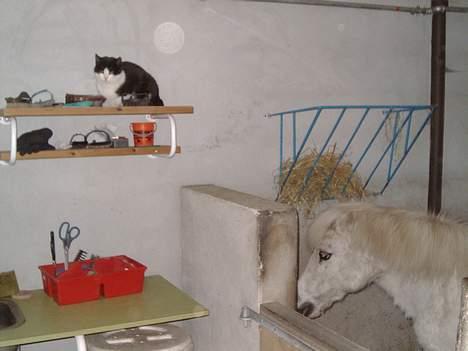 Anden særlig race Mille/Ginny ( aflivet) - hun står og æder hø!! billede 3