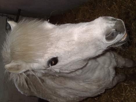 Anden særlig race Mille/Ginny ( aflivet) - her står hun i sin fine lille boks billede 4