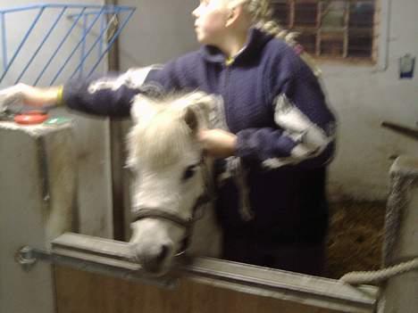 Anden særlig race Mille/Ginny ( aflivet) - vi er igang med at flette mille!!! billede 6