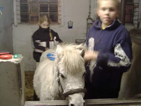 Anden særlig race Mille/Ginny ( aflivet) - bliver hun ikke fin?? billede 7