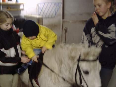 Anden særlig race Mille/Ginny ( aflivet) - nu er hun da bare for flot!! billede 8