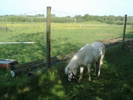 Anden særlig race Mille/Ginny ( aflivet) - mille... på græs!! billede 9