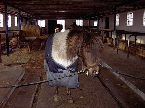 Shetlænder polly - polly på stald gangen billede 8
