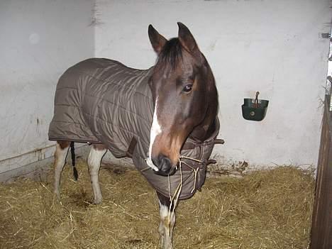 Paint Junior *R.I.P* :'( - Junior vliver lagt i seng.. Godnat lille skat billede 9