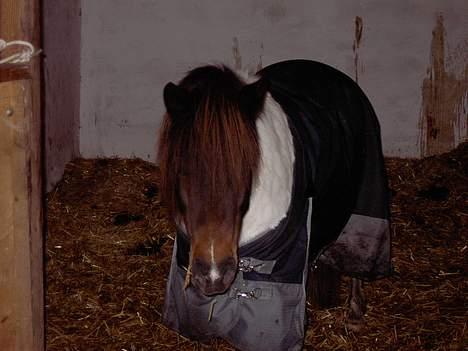 Shetlænder polly - i hendes boks en dag jeg kom der over  billede 9