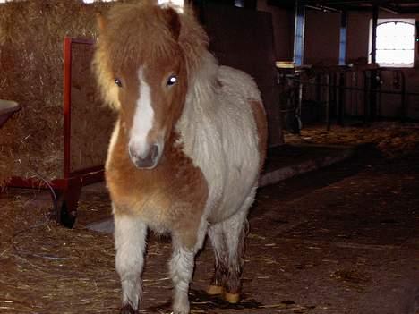 Shetlænder Kiar solgt): - hun er så nusser billede 6