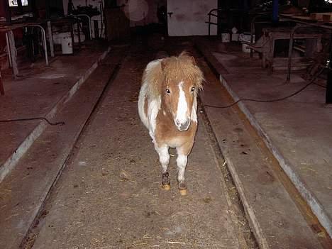 Shetlænder Kiar solgt): - elsker den lille her, hun er altid gald og fuld af balade  billede 7