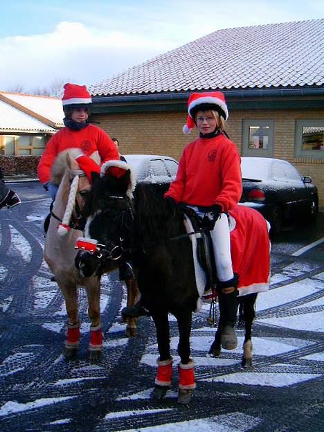 Anden særlig race Jackie billede 1