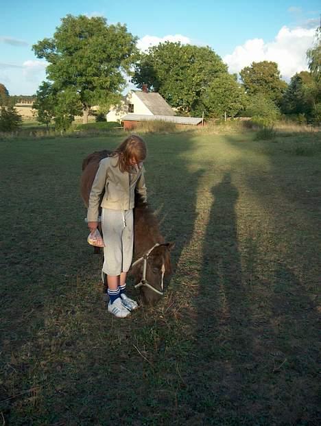 Anden særlig race Jackie billede 2