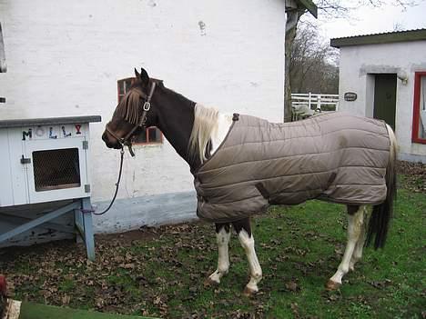 Paint Junior *R.I.P* :'( - Dagen hvor Junior blev kørt til Slagteren :´( billede 16