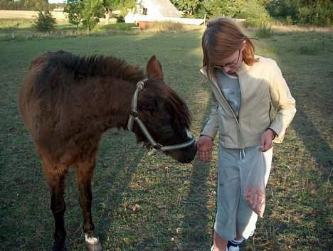 Anden særlig race Jackie billede 3