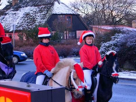 Anden særlig race Jackie billede 4