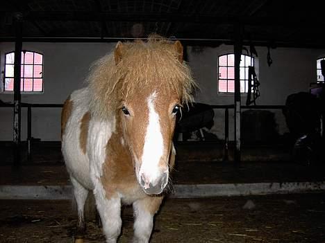Shetlænder Kiar solgt): - hun er meget nys billede 8