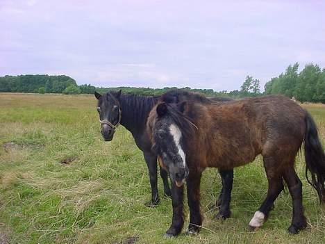 Anden særlig race Jackie billede 5