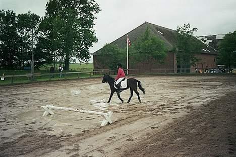 Anden særlig race Jackie billede 6