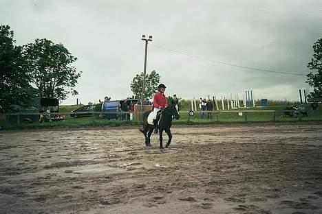 Anden særlig race Jackie billede 8