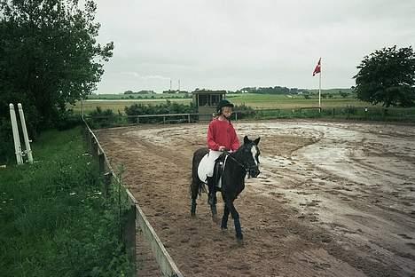 Anden særlig race Jackie billede 9