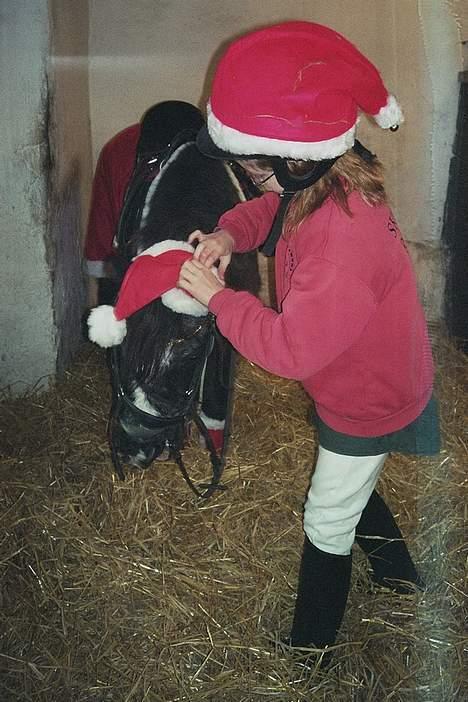 Anden særlig race Jackie billede 10