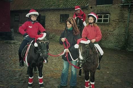 Anden særlig race Jackie billede 11