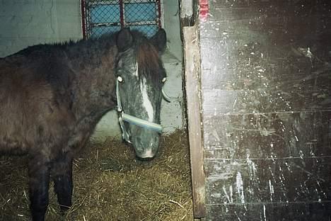 Anden særlig race Jackie billede 12