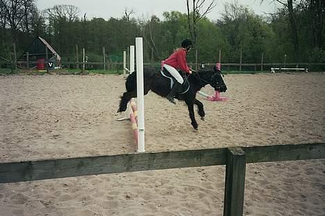 Anden særlig race Jackie billede 14