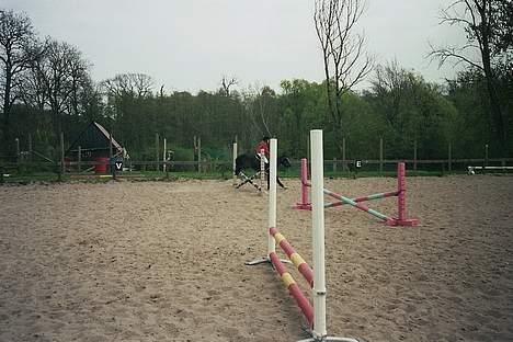 Anden særlig race Jackie billede 15