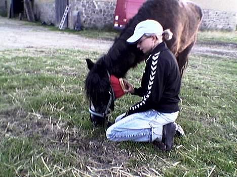 Anden særlig race Jackie billede 16