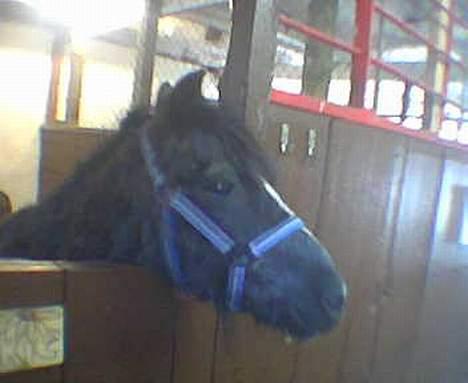 Anden særlig race Jackie billede 17