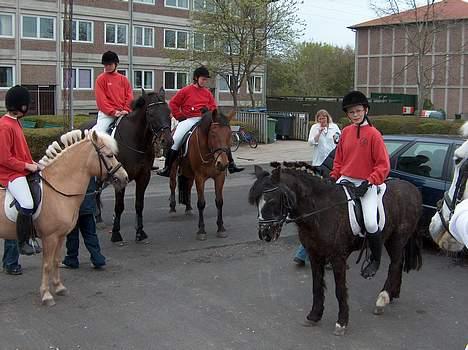 Anden særlig race Jackie billede 18
