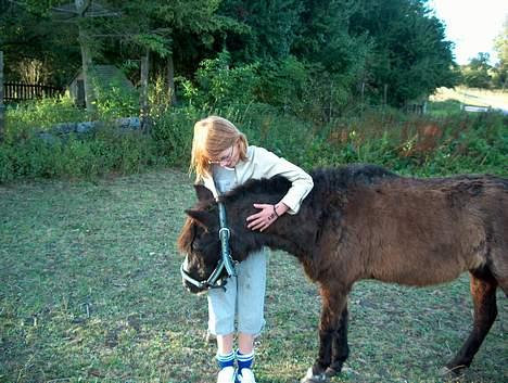 Anden særlig race Jackie billede 19