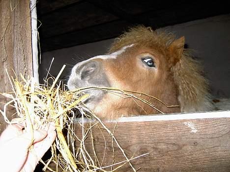 Shetlænder Kiar solgt): - hmm det smager GODT billede 10