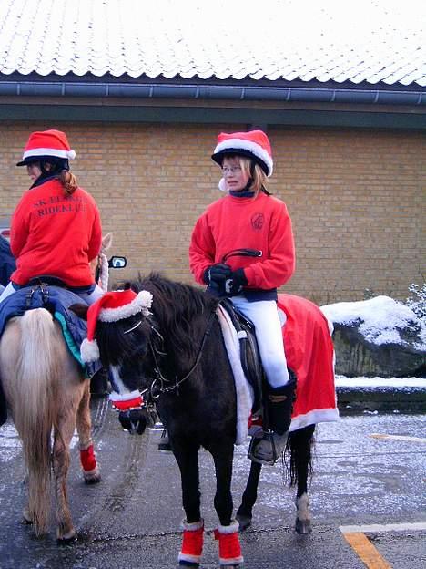 Anden særlig race Jackie billede 20