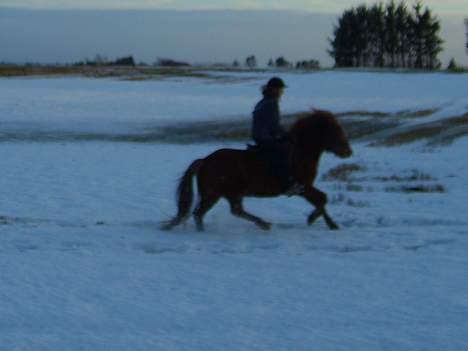 Islænder Neisti fra Essendrup død - JUHUUU...Sne.. billede 10