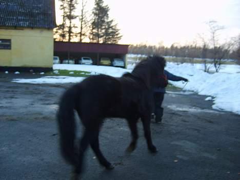 Islænder Ófeig fra Essendrup - trave! billede 10